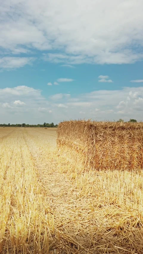 Vintage vertical view of square straw bales in a harvested golden wheat field Stock Footage 341492136
