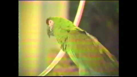 Vintage VHS 1980 Parrot Eats Food in Hawaii Stock-Footage 146864828