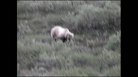 Vintage VHS Bear Walks Down Hill in Alaska Stock-Footage 147059953