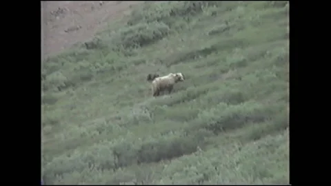 Vintage VHS Bear Walks Down Hill in Alaska Stock-Footage 147060042