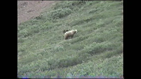 Vintage VHS Bear Walks Down Hill in Alaska Stock-Footage 147060542