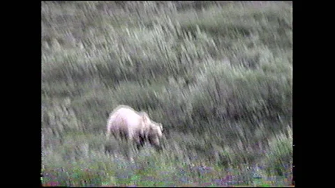 Vintage VHS Bear Walks Down Hill in Alaska Stock-Footage 147060682