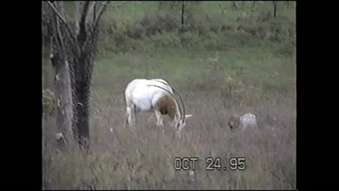 Vintage VHS Gazelle Eats Grass at the Zoo Stock-Footage 147066323