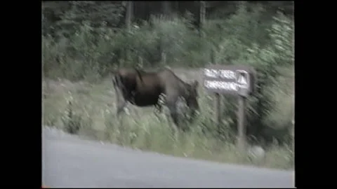 Vintage VHS Moose Eats Grass in Alaska on Side of the Road Stock-Footage 147059759