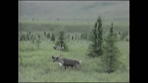 Vintage VHS Moose Eats Grass in Alaska on Side of the Road Stock Footage