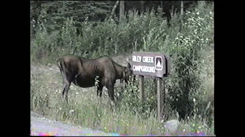 Vintage VHS Moose Eats Grass in Alaska on Side of the Road Stock-Footage 147060496
