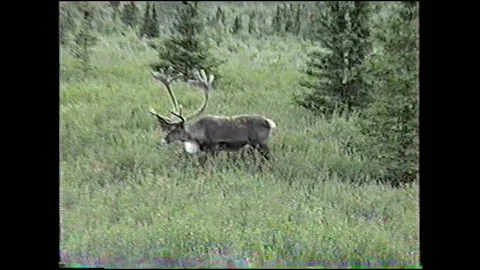 Vintage VHS Moose Eats Grass in Alaska on Side of the Road Stock-Footage 147060681