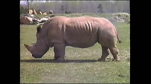 Vintage VHS Rhino Eats Grass at the Zoo Stock-Footage 147067595