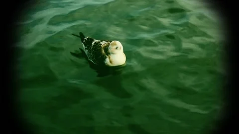 Vintage video bird Stock Footage 149193971