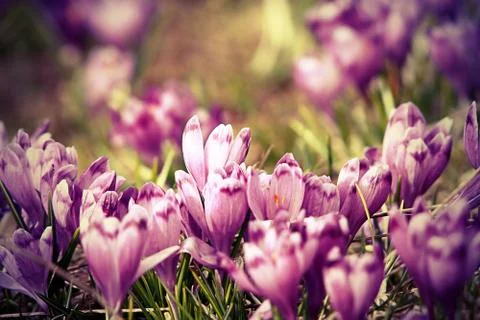Vintage view of spring crocuses ( Crocus sativus ) Stock Photos