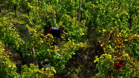 Vintage on vineyard Stock Footage 139391396