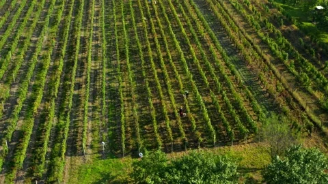 Vintage on vineyard Stock Footage 139391889