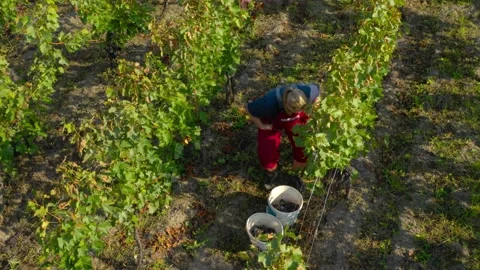 Vintage on vineyard Stock Footage 139392129