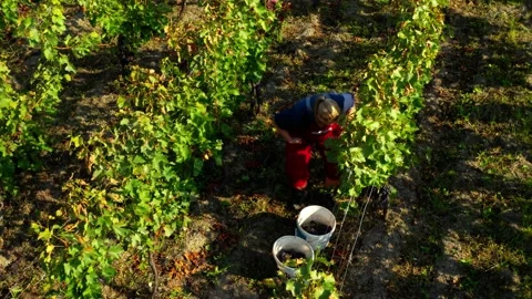 Vintage on vineyard Stock Footage 139392414