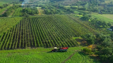 Vintage on vineyard Stock Footage 139392721