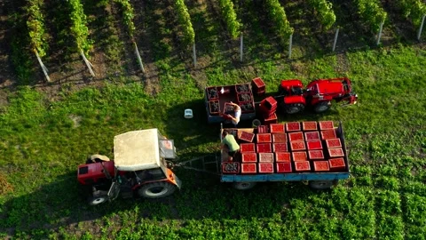Vintage on vineyard Stock Footage 139393227