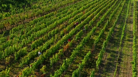 Vintage on vineyard Stock-Footage 139399892