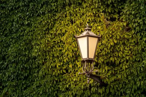 Vintage wall lantern with warm light shines among dense green ivy leaves. Stock Photos