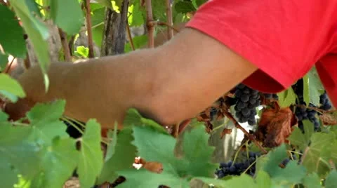 Vintage wine. Stock Footage 12139102