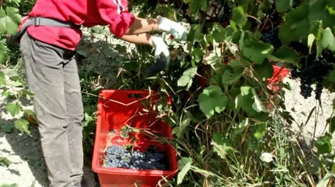 Vintage wine. Stock-Footage 12140074