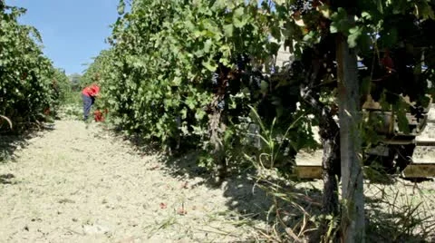 Vintage wine. Stock-Footage 12141284