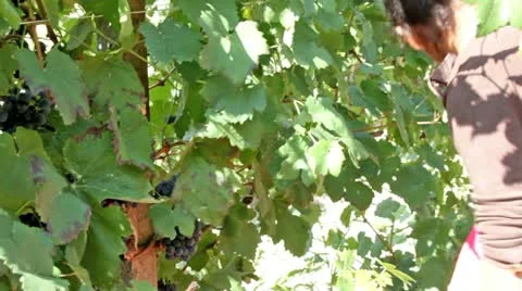 Vintage wine. Stock-Footage 12147130