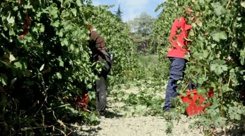 Vintage wine. Video stock 12147394