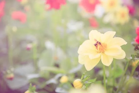 Vintage yellow flower background Stock Photos