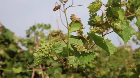 Vintner checking grape vine phylloxera leaf galls, disease of grape vine leaf Stock Footage 40632209