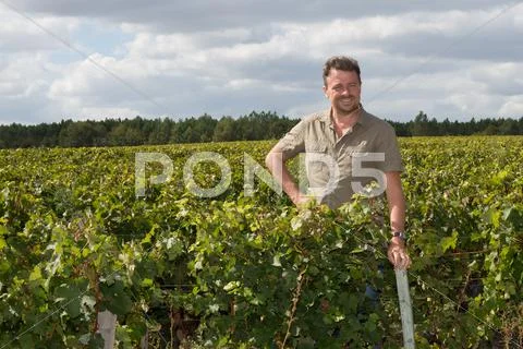 Vintner examining the grapes during the vintage Stock Photos