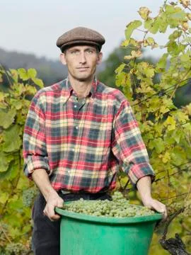 A vintner holding a bucket full of grapes Stock Photos