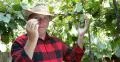Vintner Man Picking Eating Grapes Vines Harvesting Checking Vineyard Winemaker 4k or 4k+ Resolution