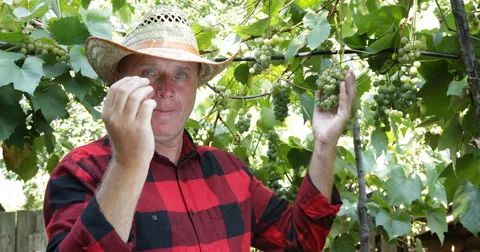 Vintner Man Picking Eating Grapes Vines Harvesting Checking Vineyard Winemaker Stock Footage 54540331