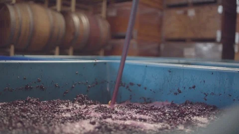 Vintner pounding grapes in a container Stock Footage 87801230