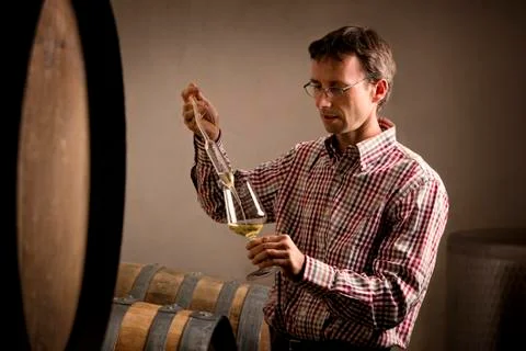 Vintner taking sample of white wine in cellar. Stock Photos