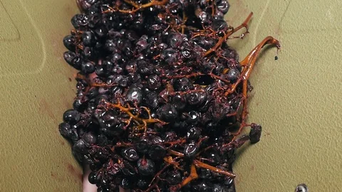 Vintner using manual vintage crusher on grapes, traditional artisanal wine. Video stock 120529374