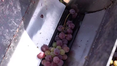 Vintner using manual vintage crusher on grapes, traditional artisanal wine. Video stock 229265618