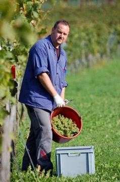 Vintner in the vineyard Stock Photos
