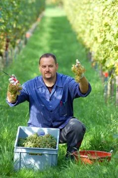 Vintner in the vineyard Stock Photos