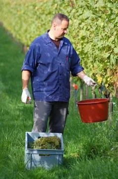 Vintner in the vineyard Stock Photos
