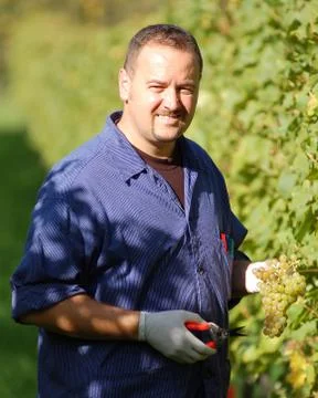 Vintner in the vineyard Stock-Fotos
