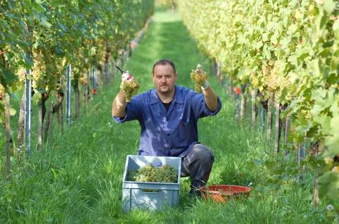 Vintner in the vineyard Stock Photos