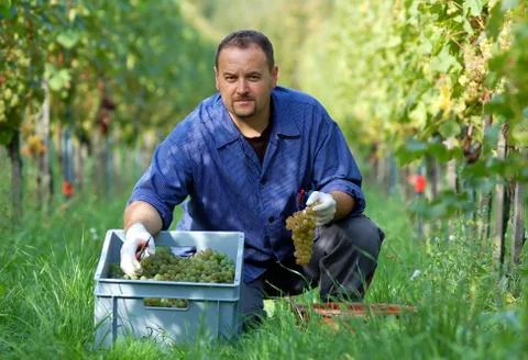 Vintner in the vineyard Stock Photos