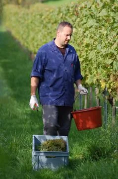 Vintner in the vineyard Stock Photos