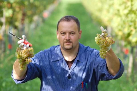 Vintner in the vineyard Stock Photos