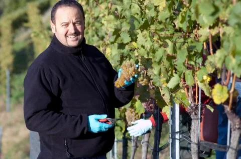 Vintner in the vineyard Stock Photos