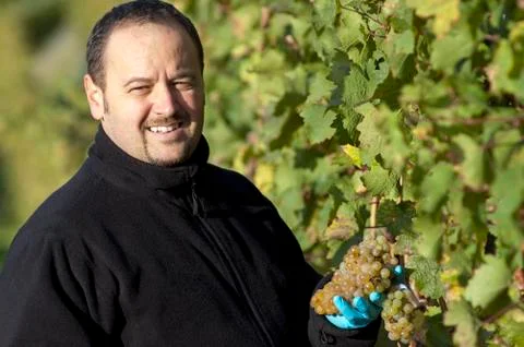 Vintner in the vineyard Stock Photos