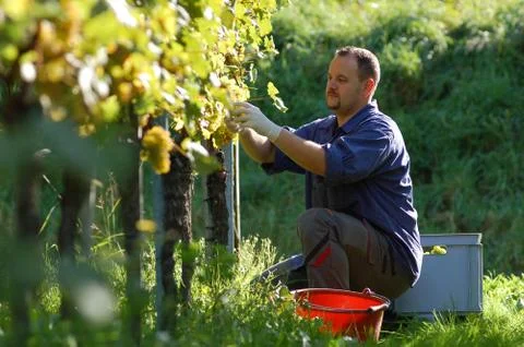 Vintner in the wineyard Foto stock