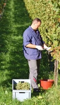 Vintner in the wineyard Stock Photos