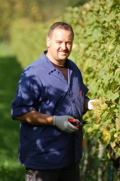 Vintner in the wineyard Stock Photos